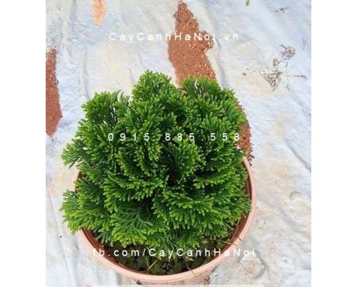 cây tùng bồng lai 4