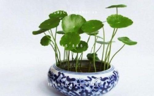 cỏ đồng tiền 2