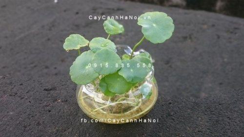 cỏ đồng tiền 3