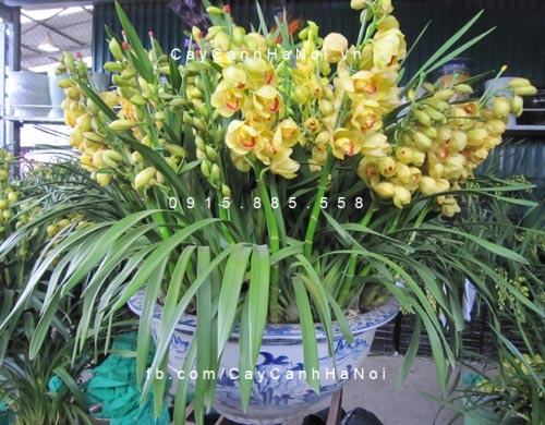 hoa địa lan 1