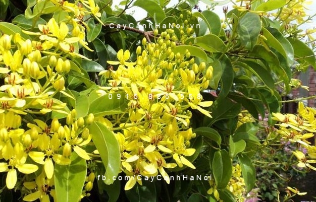 cây mai hoàng yến 2