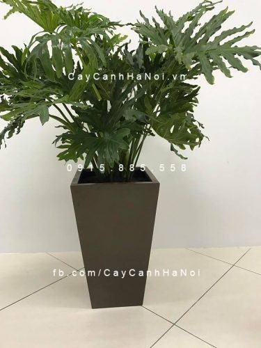 Chậu composite iPot vát đáy cao cấp| IP-00071