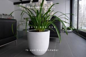 Chậu trồng cây composite iPot sang trọng | IP-00009