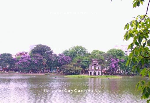 Bằng lăng hoa tím Bằng lăng hoa tím