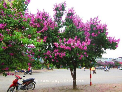 Bằng lăng hoa tím Bằng lăng hoa tím