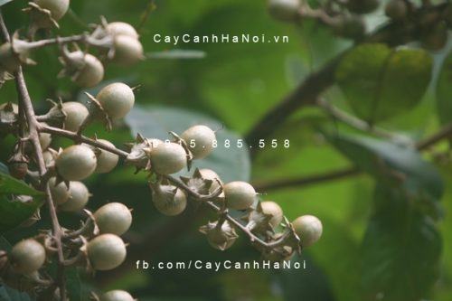 Bằng lăng hoa tím Bằng lăng hoa tím