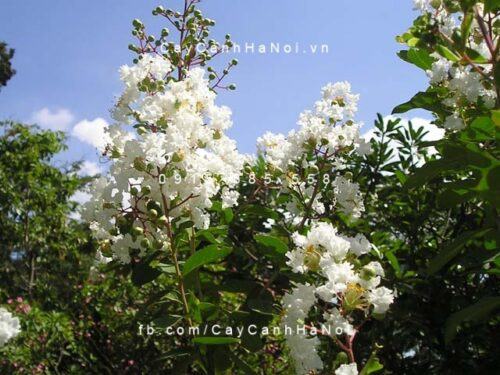 Cây bằng lăng ổi hoa trắng Cây bằng lăng ổi hoa trắng
