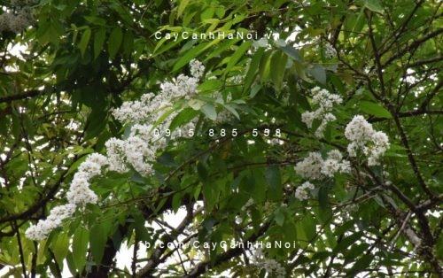 Cây bằng lăng ổi hoa trắng Cây bằng lăng ổi hoa trắng