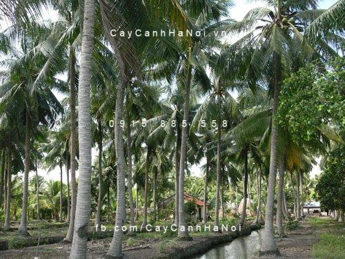Cây dừa ngoại thất Cây dừa ngoại thất 3