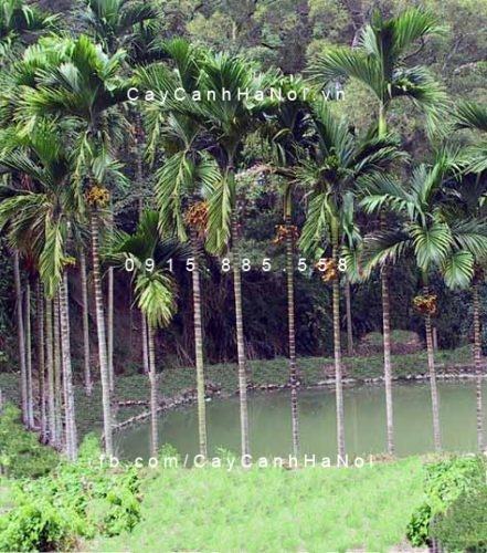 Cây cau ăn trầu Cây cau ăn trầu