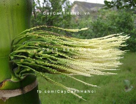 Cây cau ăn trầu Cây cau ăn trầu