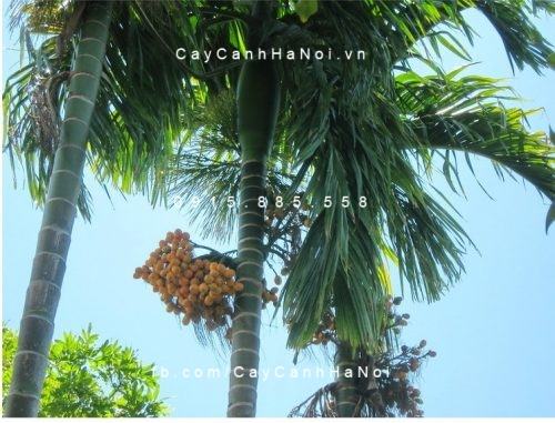 Cây cau ăn trầu Cây cau ăn trầu