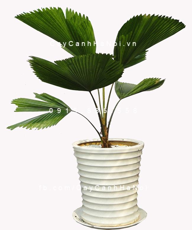Cây cọ rất được các nhân viên văn phòng ưa chuộng Cay-co