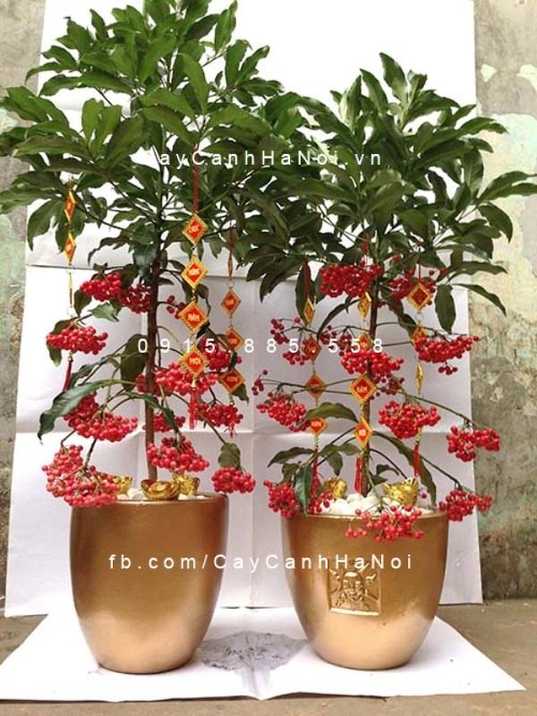 cây tặng sự kiện cây tặng sự kiện