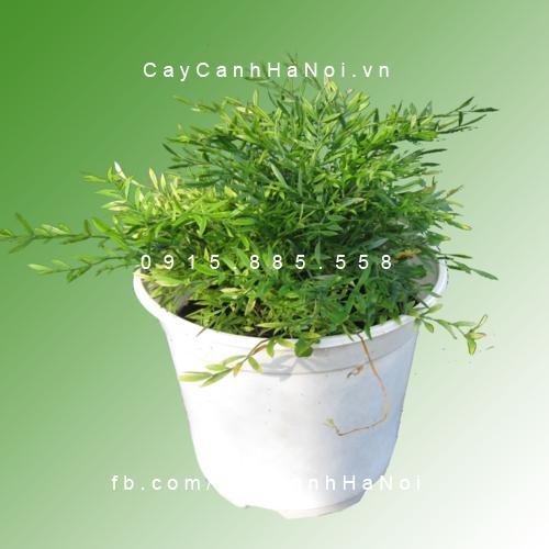 Cây Thủy tùng để bàn Cây Thủy tùng để bàn