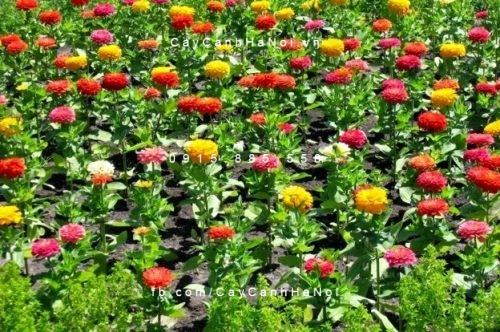 Chậu hoa cúc nhám Chậu hoa cúc nhám