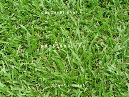 co-la-tre Cây cỏ lá tre
