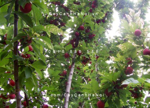 Cây bồ quân đẹp Cây bồ quân đẹp 1