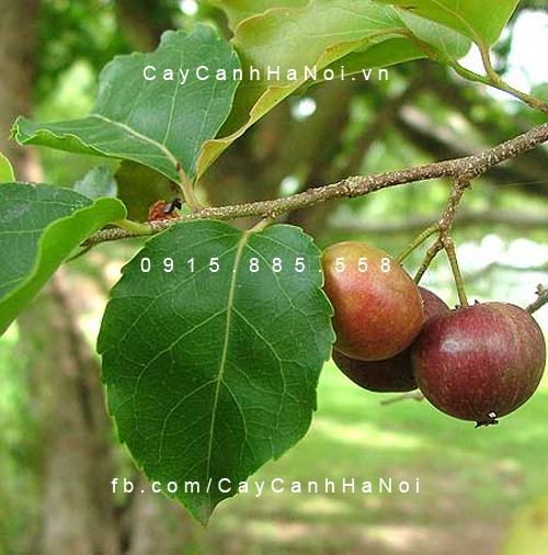 Cây bồ quân đẹp Cây bồ quân đẹp