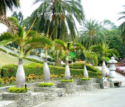 Cây cau sâm banh Cây cau sâm banh 2