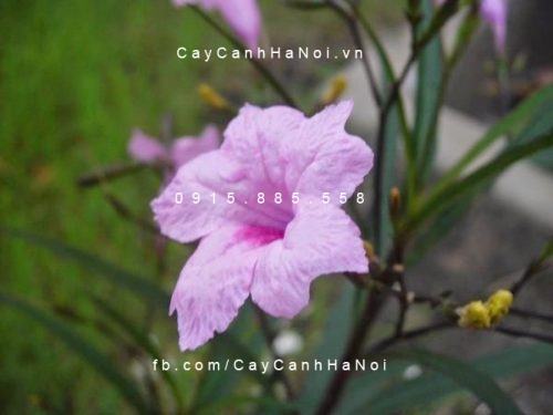 Cây chiều hồng Cây chiều hồng
