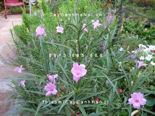 Cây chiều hồng Cây chiều hồng