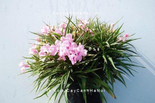 Cây chiều hồng Cây chiều hồng2
