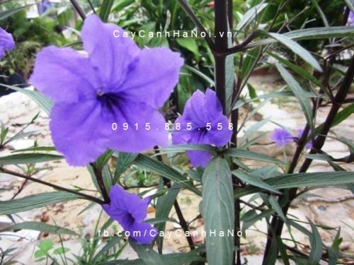 Cây chiều tím Cây chiều tím