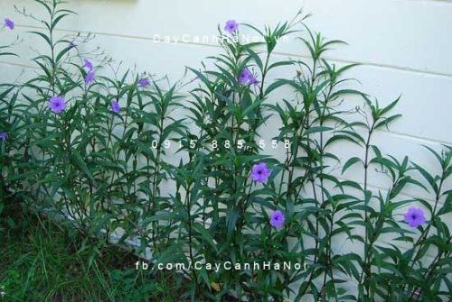 Cây chiều tím Cây chiều tím