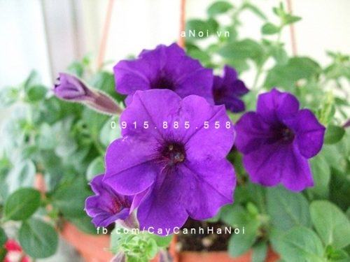 Cây chiều tím Cây chiều tím