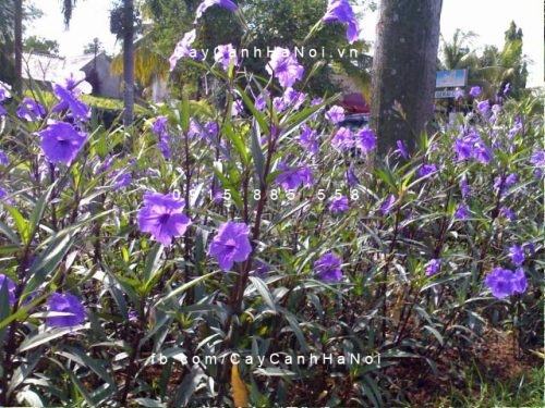 Cây chiều tím Cây chiều tím
