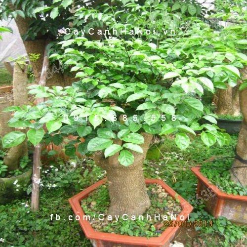 Cây cho người Tuổi Tuất Cây cho người Tuổi Tuất