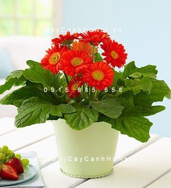 Cây cho người Tuổi Tuất Cây cho người Tuổi Tuất