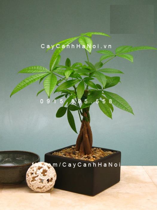 Cây cho người Tuổi Tuất Cây cho người Tuổi Tuất