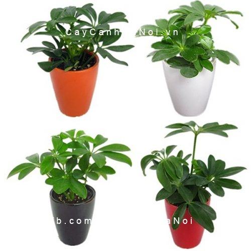 Cây cho người tuổi Dần Cây cho người tuổi Dần 1