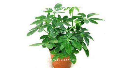 Cây cho người tuổi Dần Cây cho người tuổi Dần
