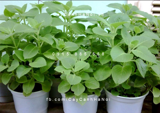 Cây cho người tuổi Hợi Cây cho người tuổi Hợi