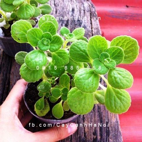 Cây cho người tuổi Hợi Cây cho người tuổi Hợi