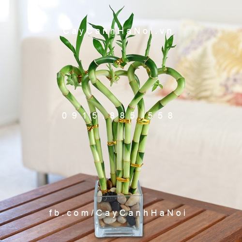 Cây cho người tuổi Hợi Cây cho người tuổi Hợi