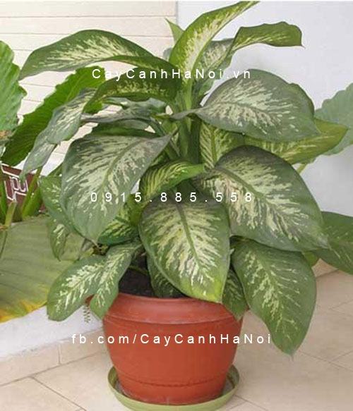 Cây cho người tuổi Hợi Cây cho người tuổi Hợi