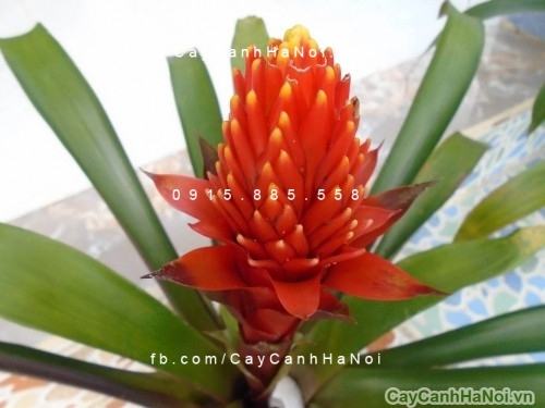 Cây cho người tuổi Sửu Cây cho người tuổi Sửu 1