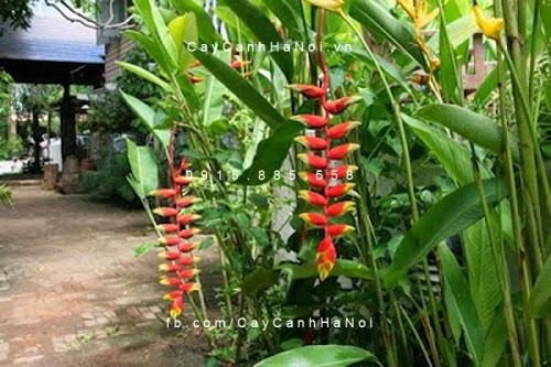 Cây chuối hoa tràng pháo Cây chuối hoa tràng pháo