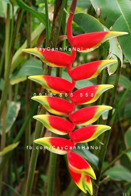 Cây chuối hoa tràng pháo Cây chuối hoa tràng pháo
