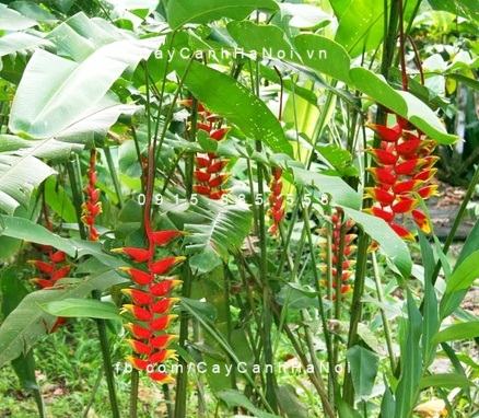 Cây chuối hoa tràng pháo Cây chuối hoa tràng pháo