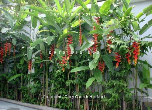 Cây chuối hoa tràng pháo Cây chuối hoa tràng pháo