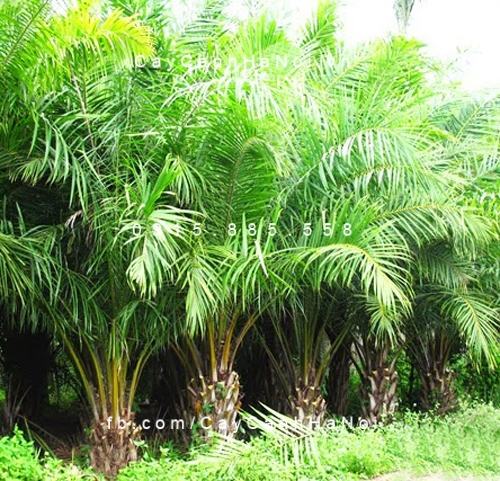 Cây cọ dầu Cây cọ dầu 1