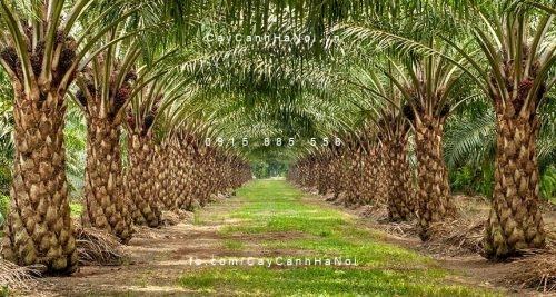 Cây cọ dầu Cây cọ dầu 3