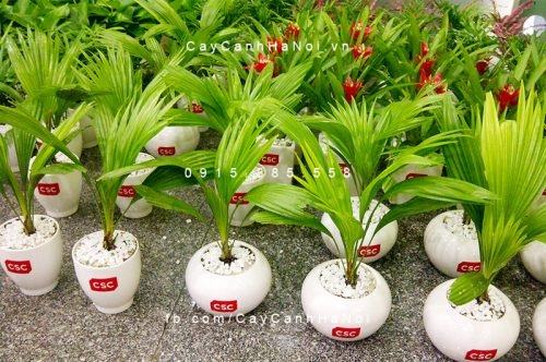 Cây cọ nhật để bàn Cây cọ nhật để bàn