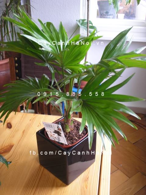 Cây cọ nhật để bàn Cây cọ nhật để bàn
