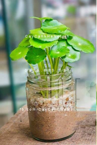 Cây cỏ đồng tiền 3